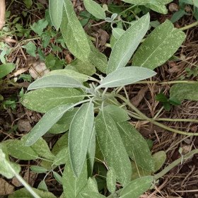 Sauge officinale, l’herbe sacrée, Salvia officinalis